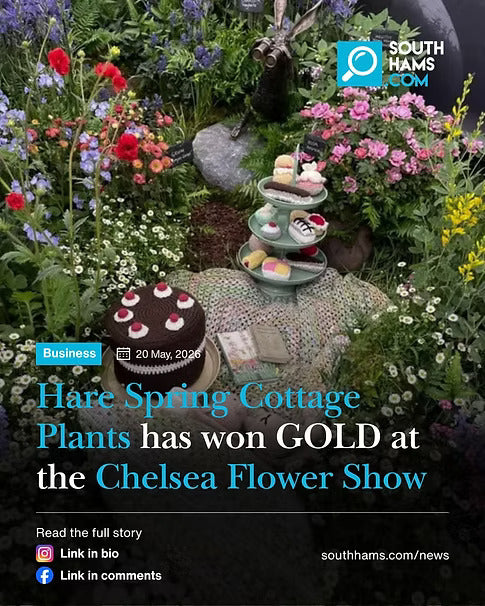 We won Gold at the Chelsea Flower Show!